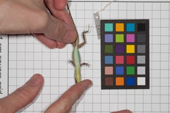Media type: image;   Herpetology R-189493